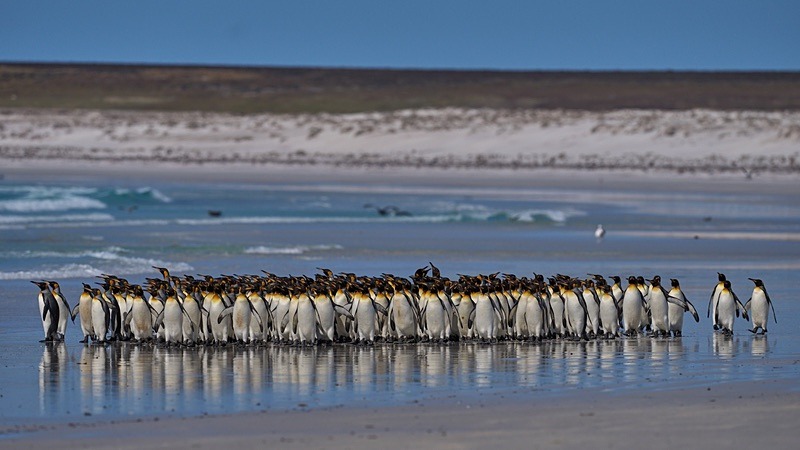 King Penguins - Falkland Islands - Oct 23