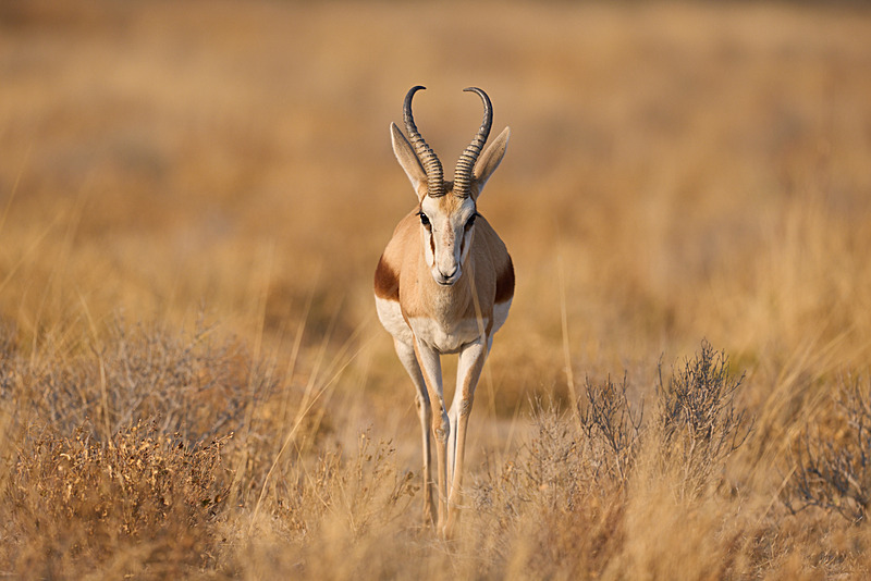  - Etosha National Park - September 2025