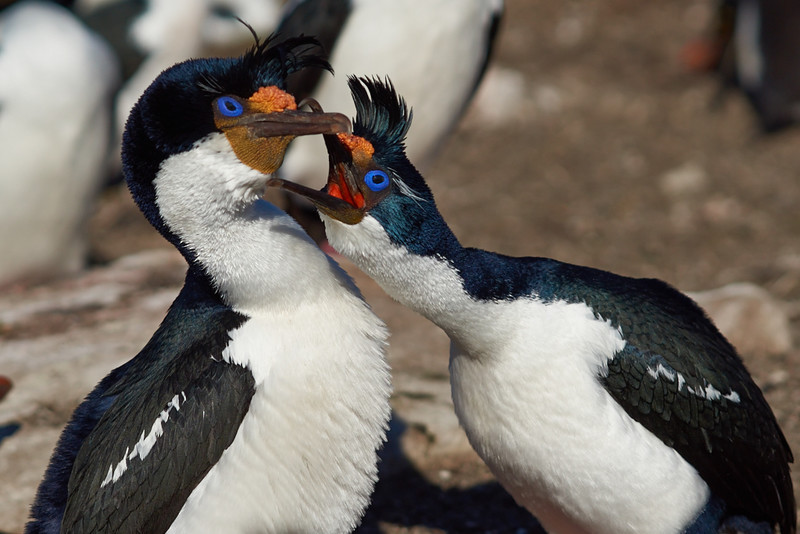Imperial Shag - Saunders Island