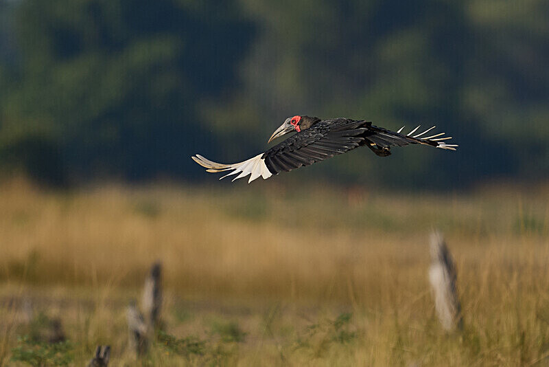 Southern Ground Hornbill - South Luangwa National Park - April 2024