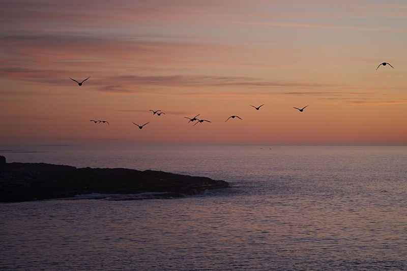 Into the sunrise - Imperial Shag - Falkland Islands - Oct 23