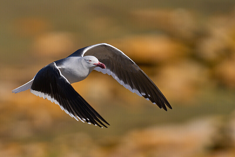 Dolphin Gull - Falkland Islands Oct 22