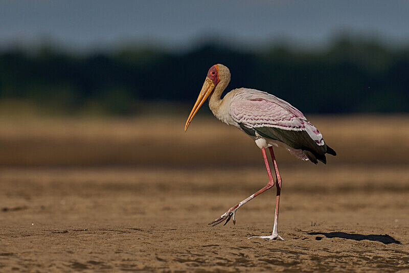 Yellow Billed Stork - South Luangwa National Park - April 2024