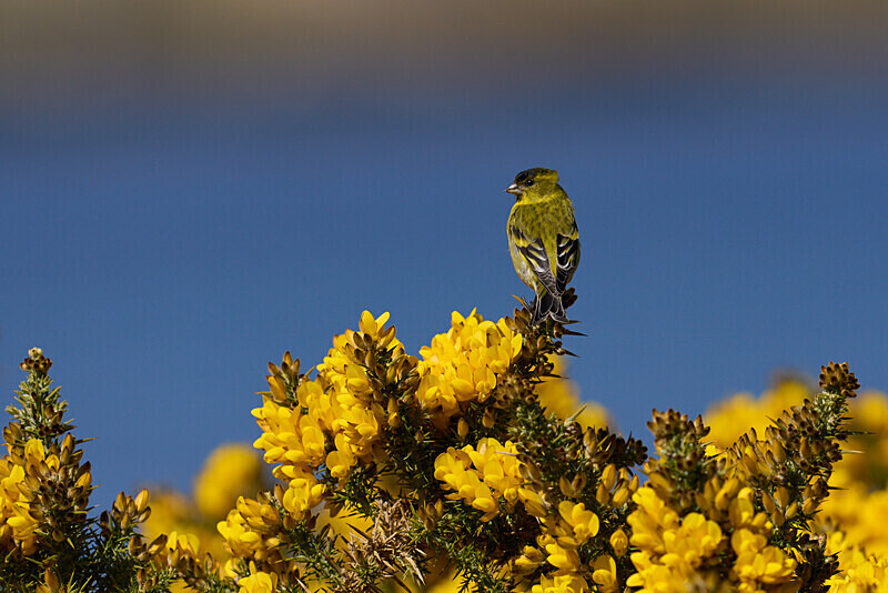 Black-chinned Siskin - Falkland Islands Oct 22