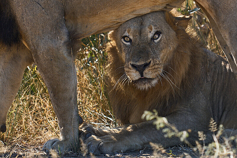Male Lions bonding - South Luangwa National Park - April 2024