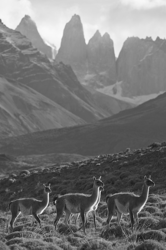 Guanaco - Torres del Paine National Park