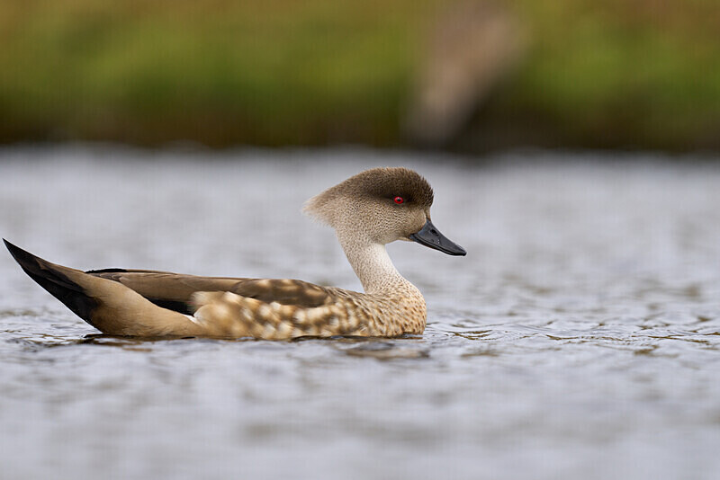 Crested Duck - Falkland Islands Oct 22
