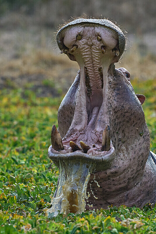 Angry Hippo - South Luangwa National Park - April 2024