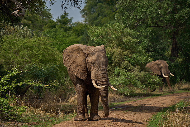Group of male African Elephants - South Luangwa National Park - Nov 2023