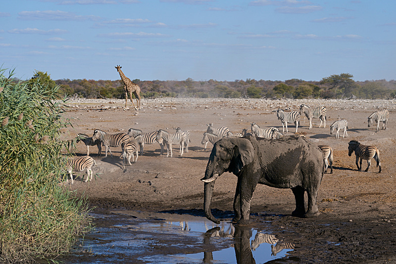  - Etosha National Park - September 2024
