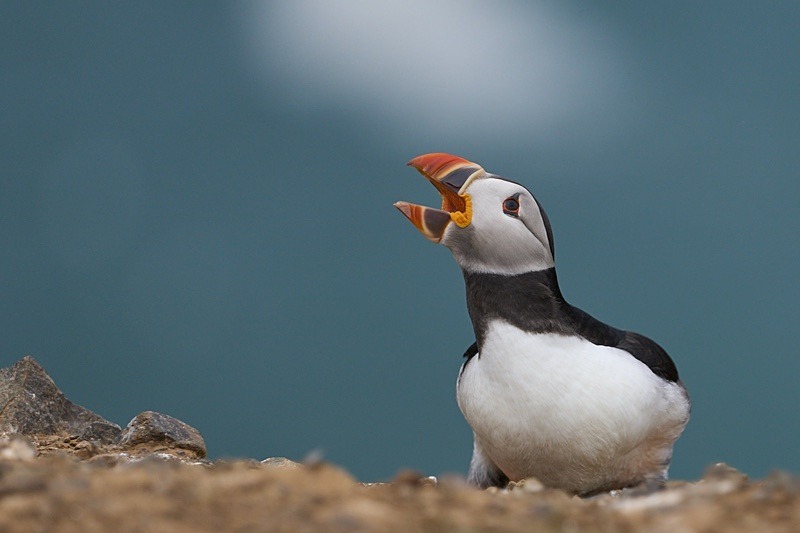 Atlantic Puffin - Puffins of Skomer