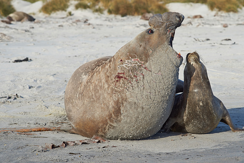 Elephant Seals Mating - Sea Lion Island