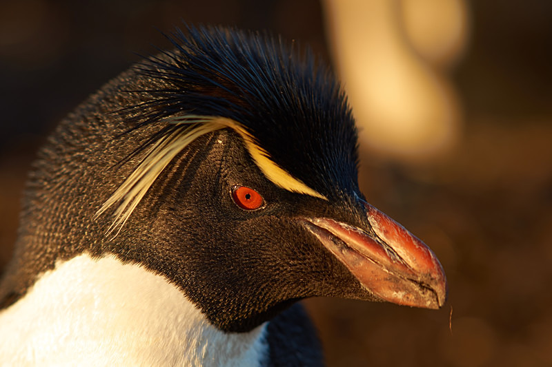 Rockhopper Penguin - Bleaker Island