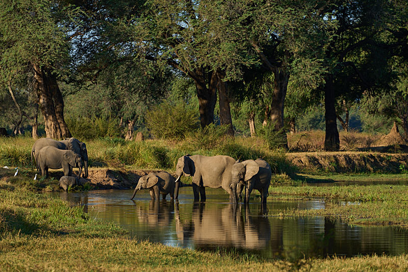  - Lower Zambezi National Park - May 2026