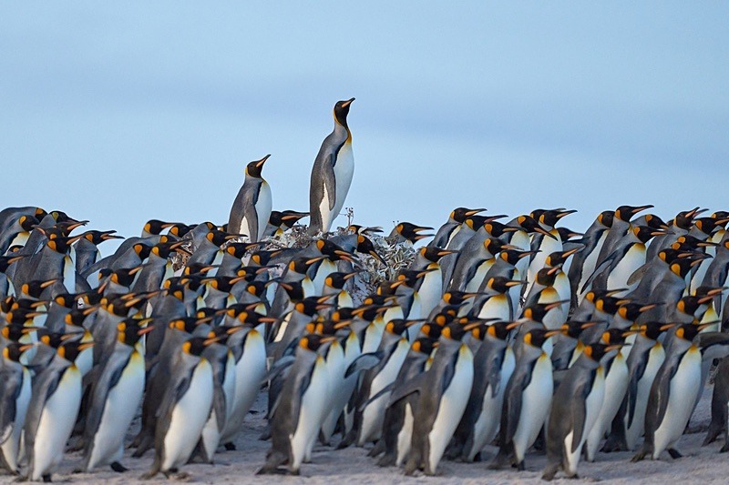 King Penguins - Falkland Islands - Oct 23