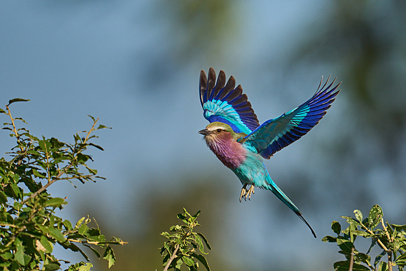  - Lower Zambezi National Park - May 2026