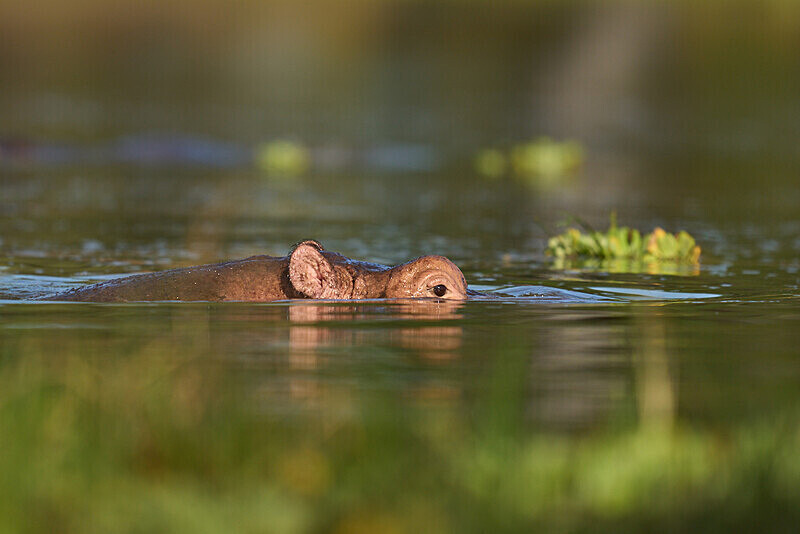 Submerged Hippo - South Luangwa National Park - April 2024