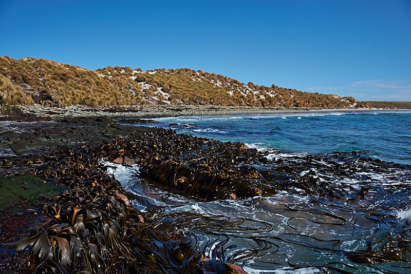 Kelp forest - Sea Lion Island