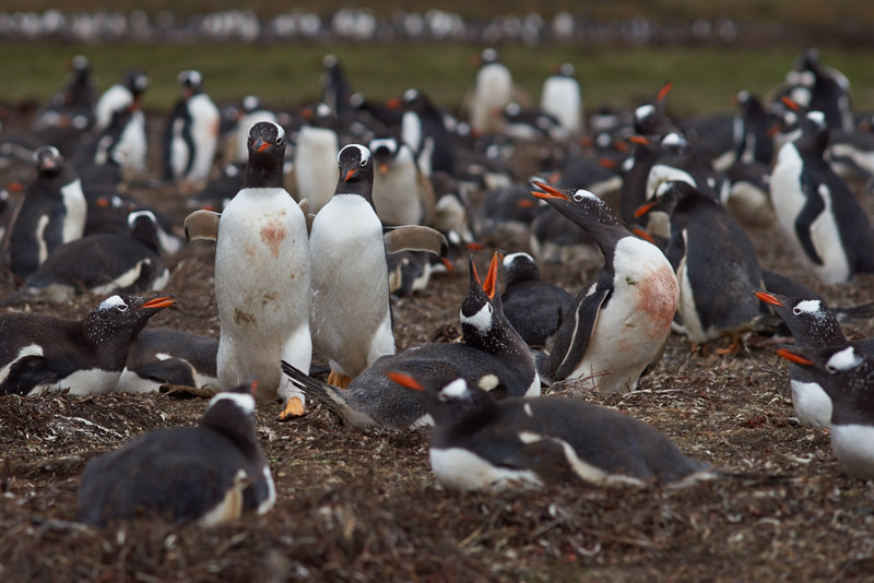 Gentoo Penguins - Saunders Island