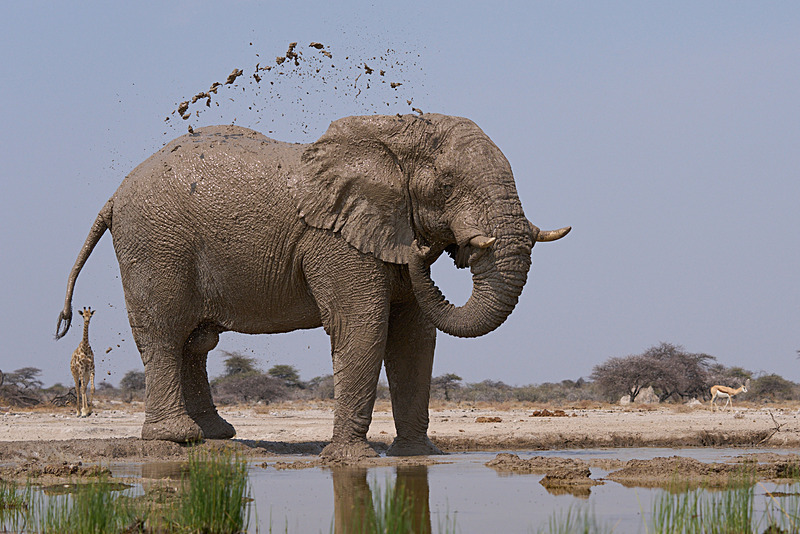  - Etosha National Park - September 2025