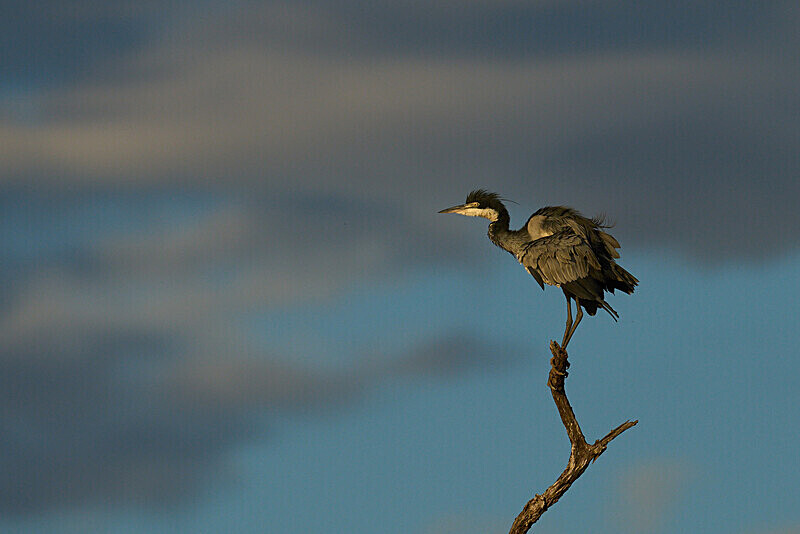 Black-headed Heron - South Luangwa National Park - April 2024