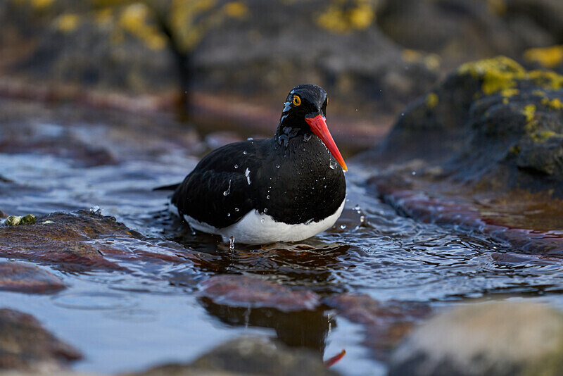 Magellanic Oystercatcher - Falkland Islands Oct 22