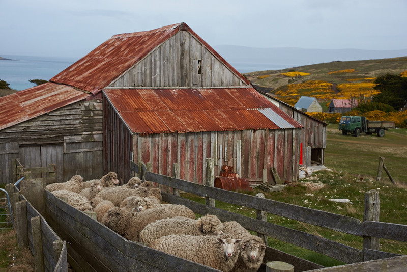 Sheep at the Shearing Shed - Carcass Island