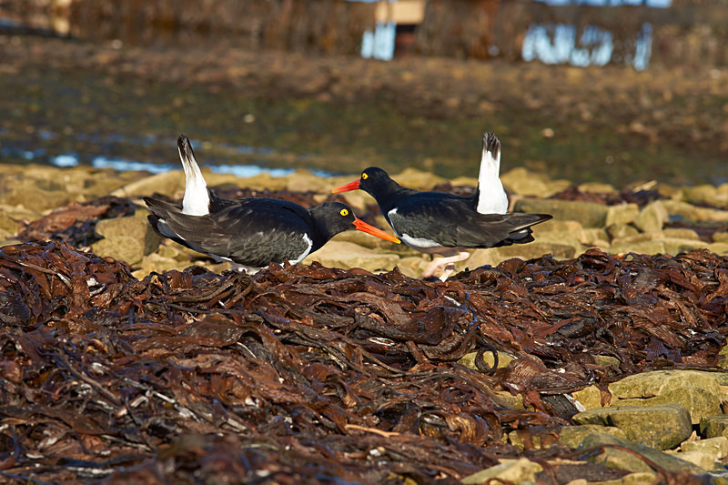 Magellanic Oystercatchers - Bleaker Island