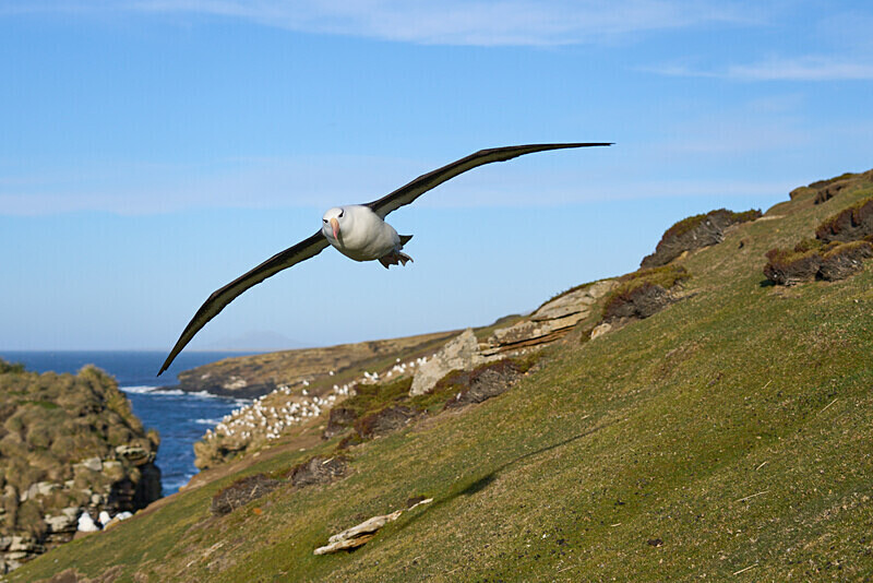 Black-browed Albatross - Falkland Islands Oct 22
