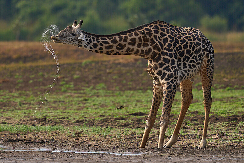 Thornicrofts giraffe drinking - South Luangwa National Park - April 2024