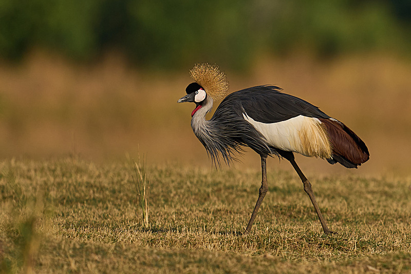  - South Luangwa National Park - May 2025