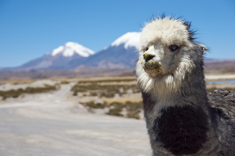 Alpaca - Altiplano of North-East Chile