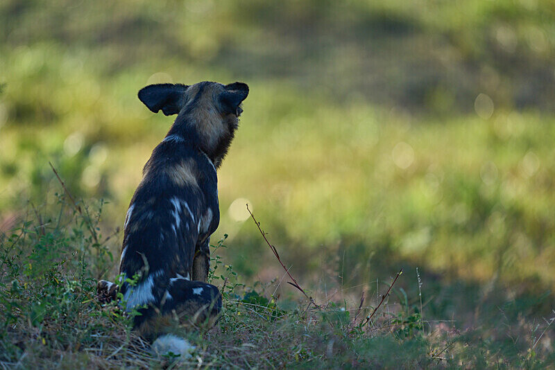 African Hunting Dog - South Luangwa National Park - April 2024