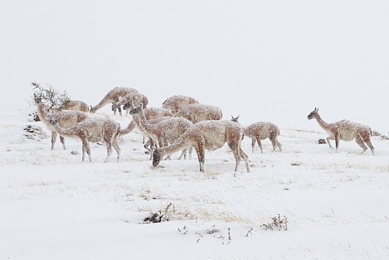 Guanacos in a Snowstorm - Torres del Paine National Park