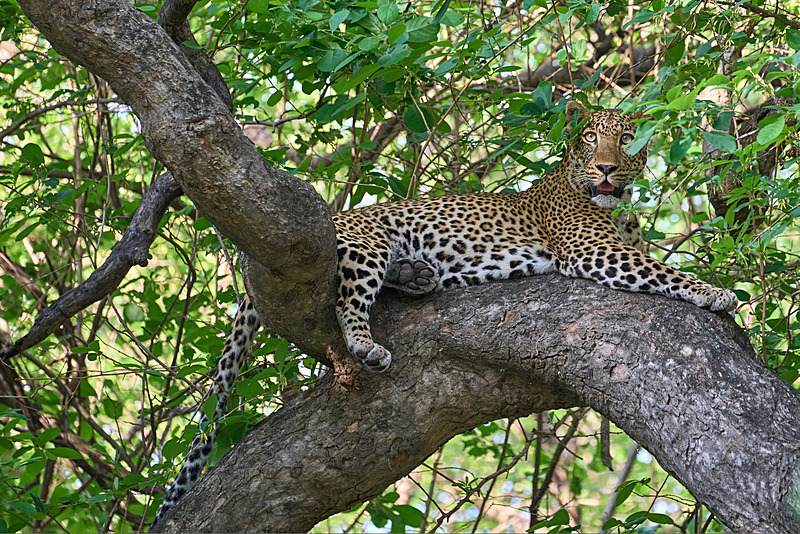 Leopard in a tree - South Luangwa National Park - Nov 2023