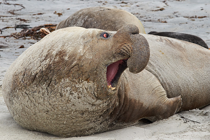 Elephant Seal - Sea Lion Island