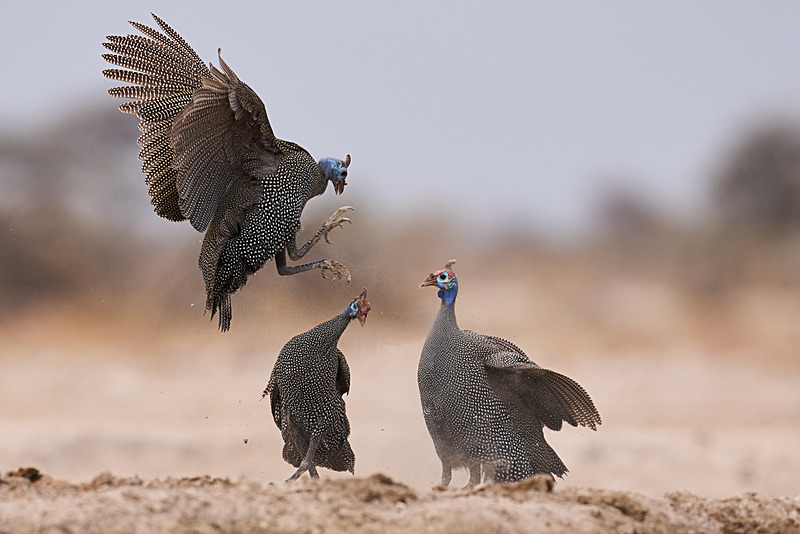  - Etosha National Park - September 2025