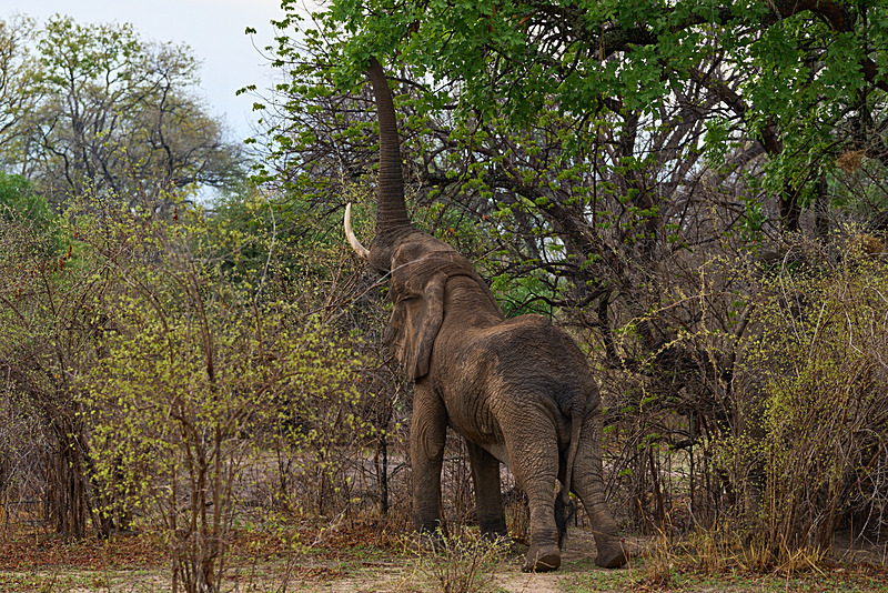 - South Luangwa National Park - November 2025