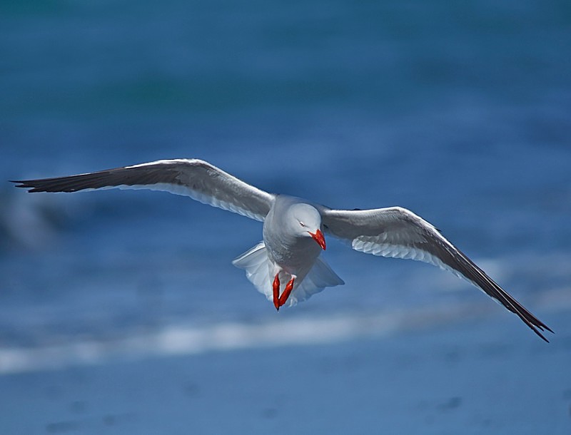 Dolphin Gull - Saunders Island