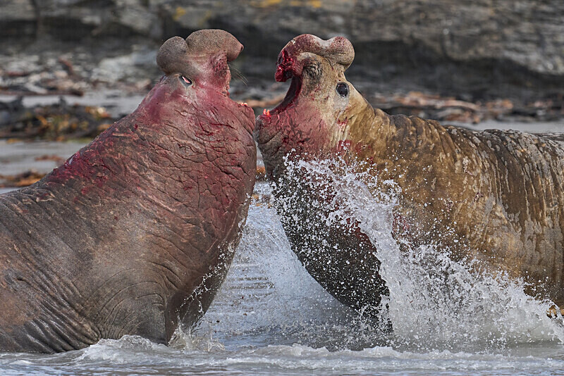 Southern Elephant Seal - Falkland Islands Oct 22