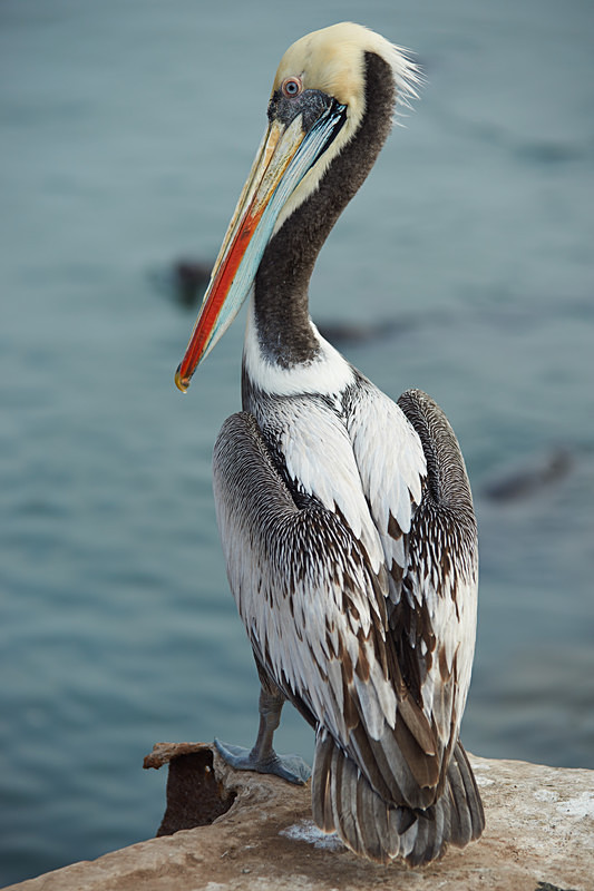 Peruvian Pelican - Wildlife of Chile