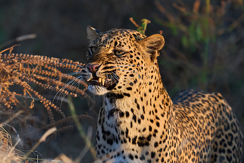  - Lower Zambezi National Park - May 2026