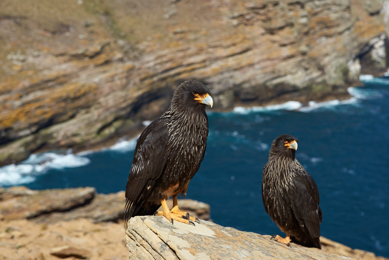 Striated Caracara - West Point Island