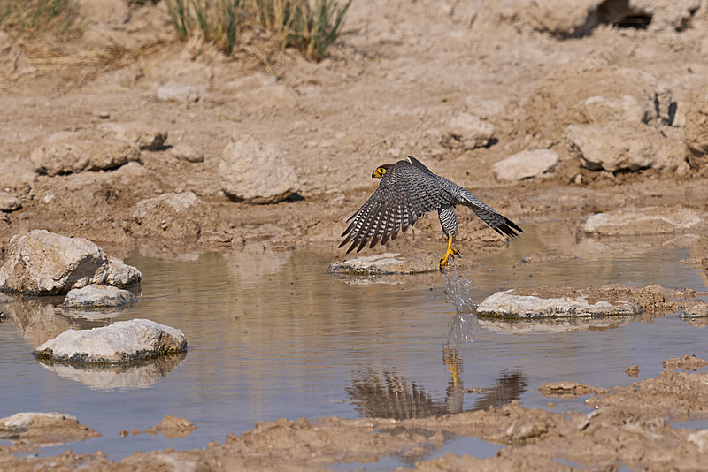 - Etosha National Park - September 2025