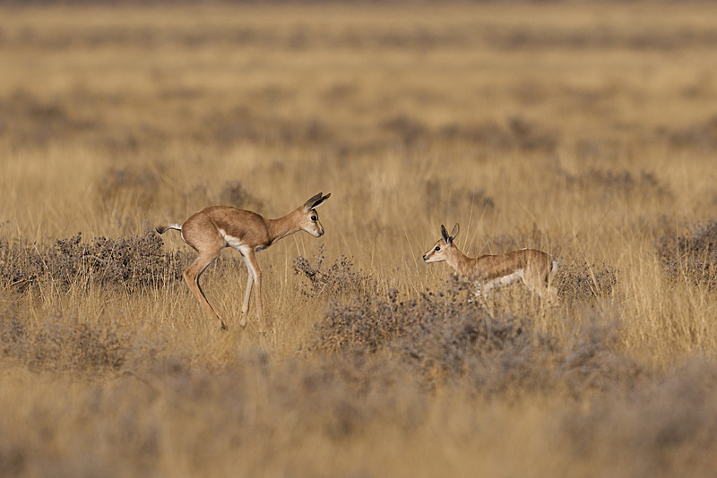  - Etosha National Park - September 2025