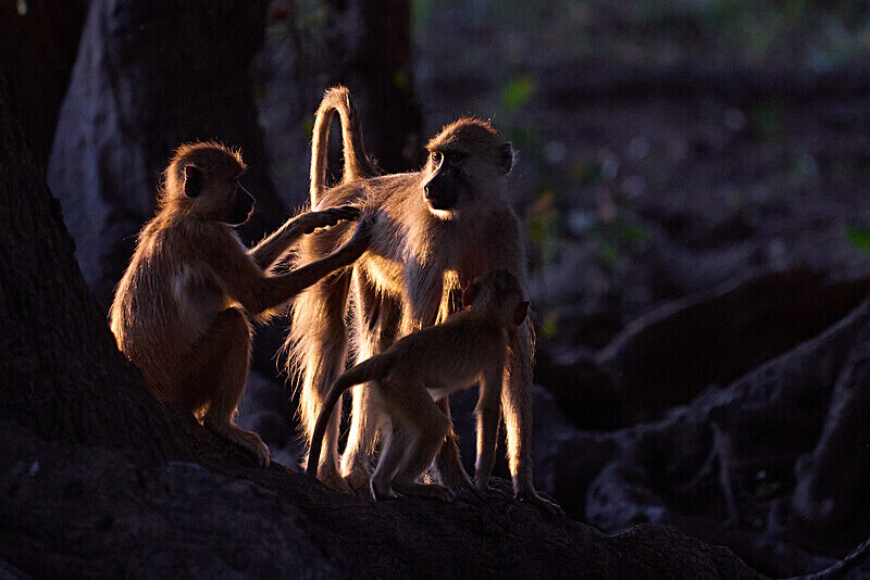 Backlit Yellow Baboons - South Luangwa National Park - April 2024