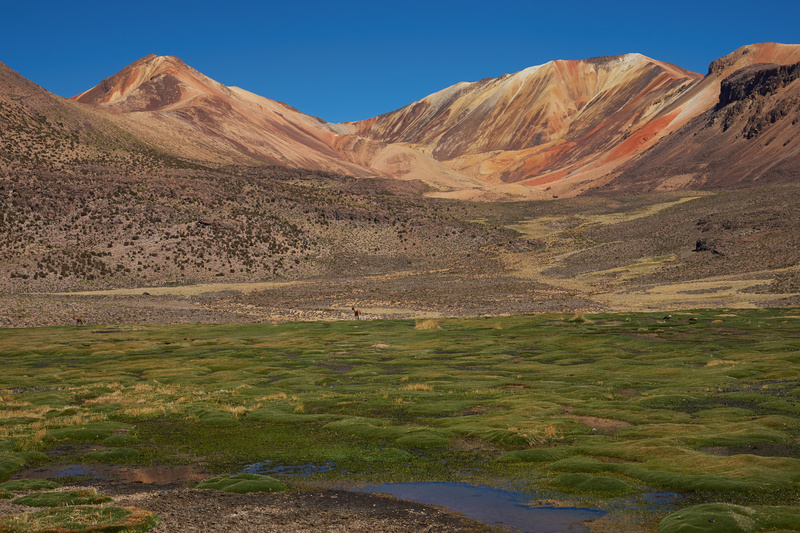 Wetland on the Altiplano - Altiplano of North-East Chile