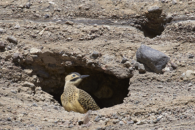 Andean Flicker - Wildlife of Chile