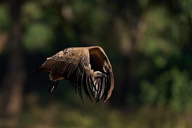  - Lower Zambezi National Park - May 2026