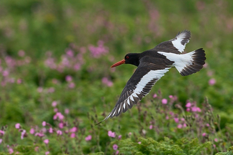 Oystercatcher - Puffins of Skomer